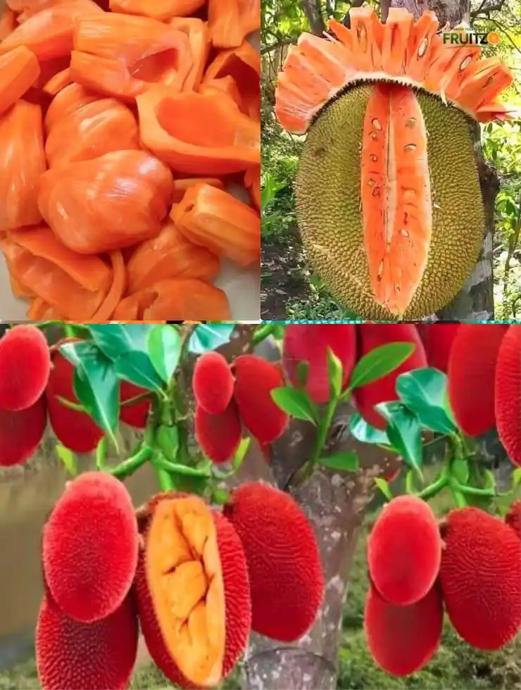 Two Delicious Jackfruit Grafted Plant For Home and Terrace Garden | (pink | Red) Pack of 2.png